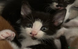 Domestic Shorthair cats for sale: Beautiful friendly Kittens  - Image 16