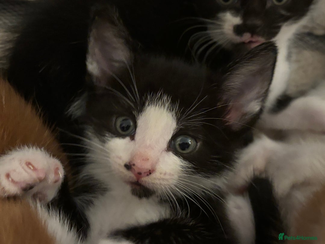 Domestic Shorthair cats for sale: Beautiful friendly Kittens  - Image 16