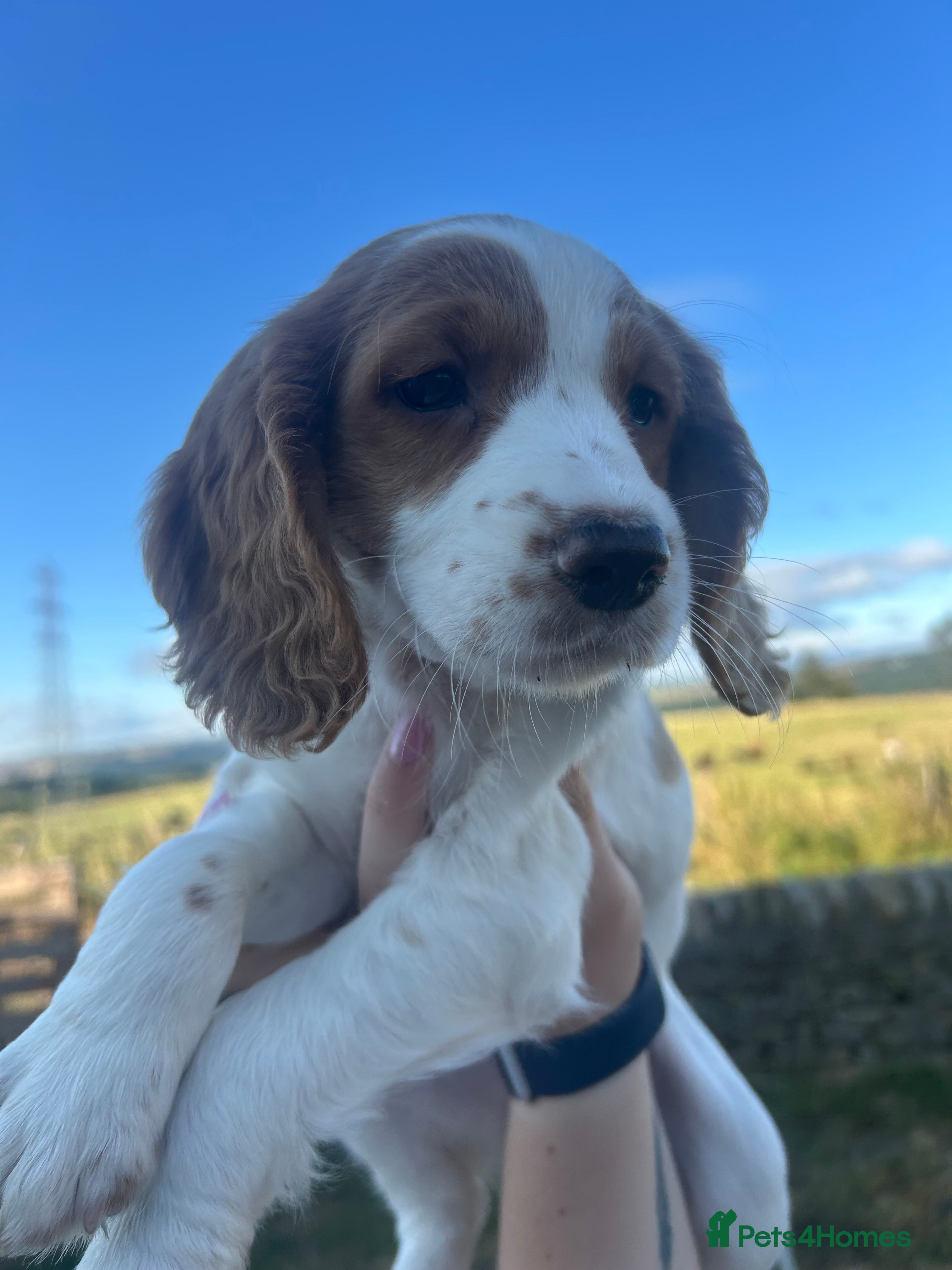 Sprocker dogs 3/4 cocker 1/4 springer pups  - Advert 2