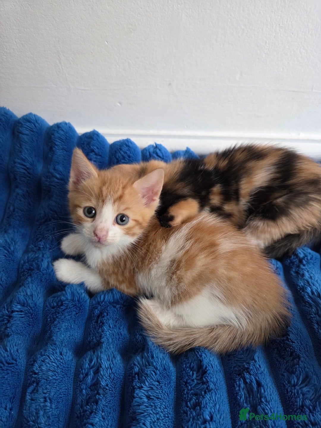 American Shorthair cats for sale: Gorgeous 8 Week Old Kittens - Image 7