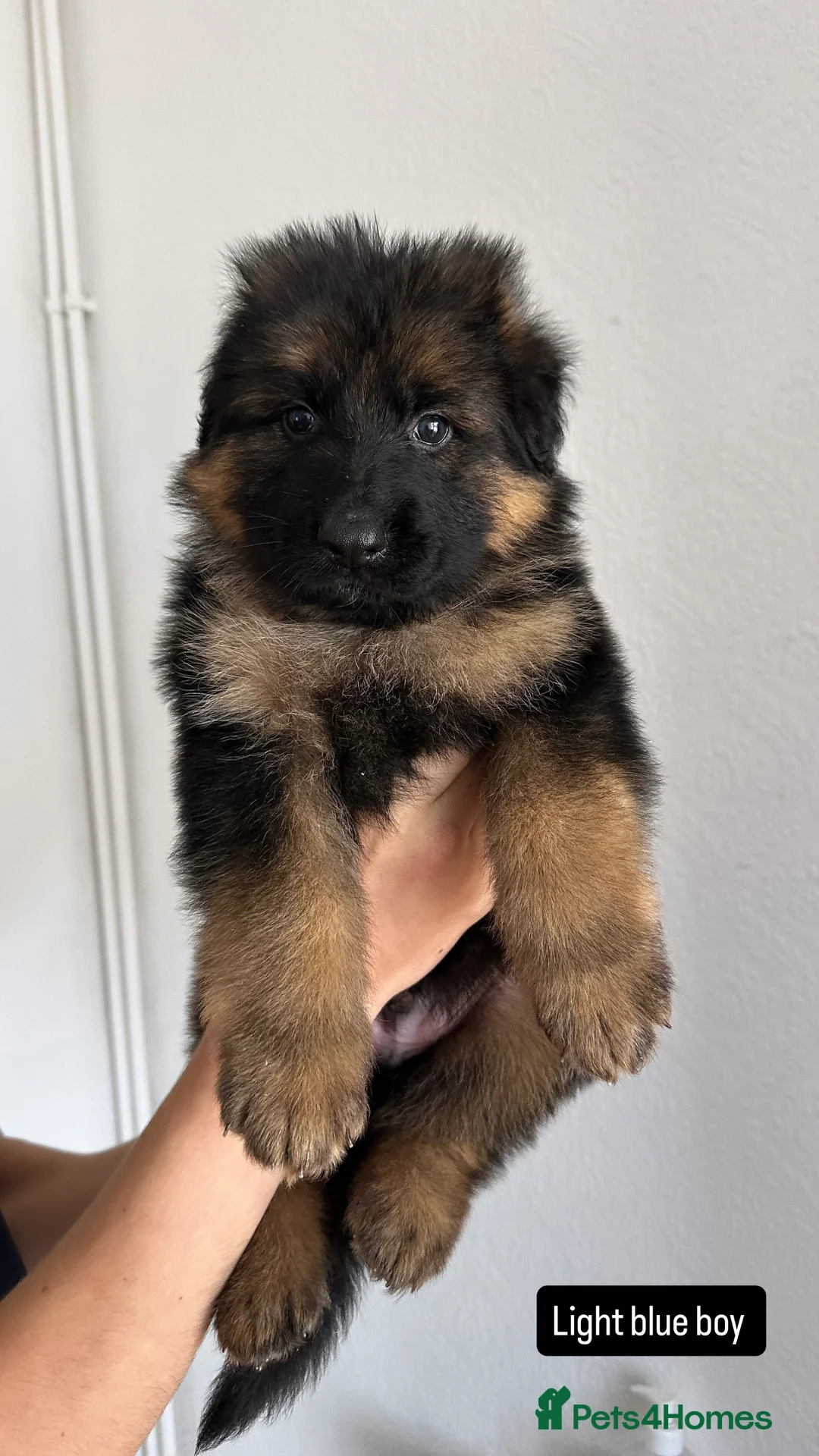German Shepherd dogs for sale: WAITING LIST 2026 BIG BONDED, LONG HAIRED PUPPYS  - Advert 20