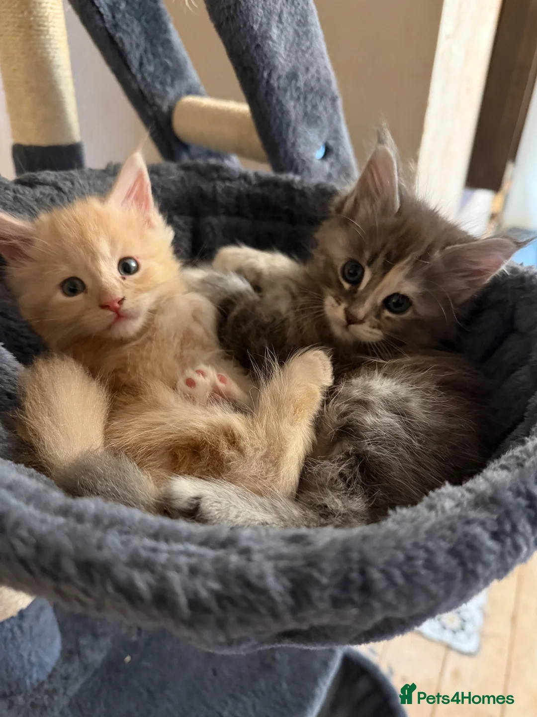Maine Coon cats for sale: Two main coon girl kittens left - Advert 8