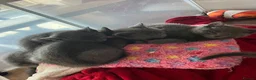 Russian Blue cats for sale: Russian Blue kittens x2 boys x2 girls  in Dunbar - Advert 11
