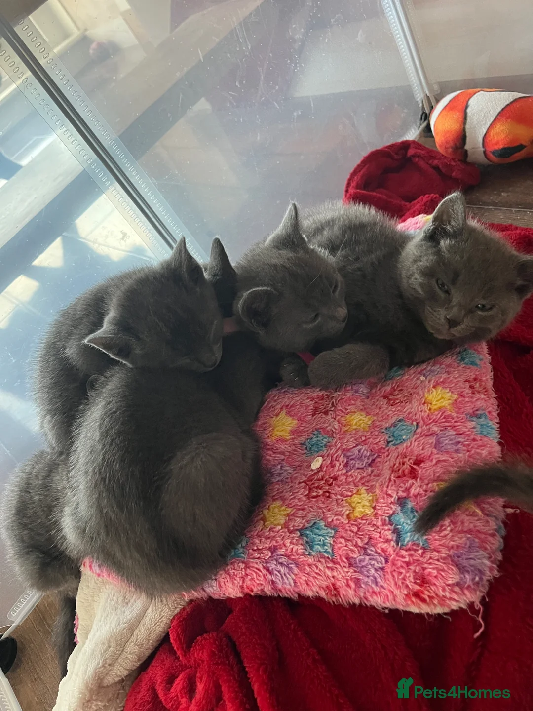 Russian Blue cats for sale: Russian Blue kittens x2 boys x2 girls  in Dunbar - Advert 11