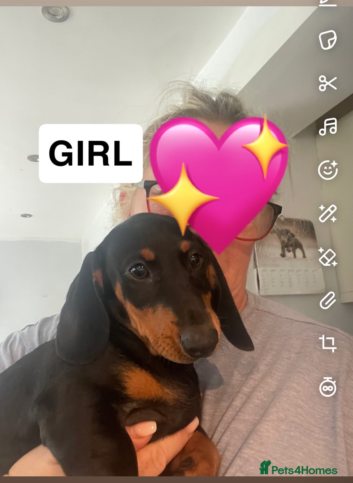 Dachshund dogs 3 LEFT !!! Dachshund Puppies  - Advert 7