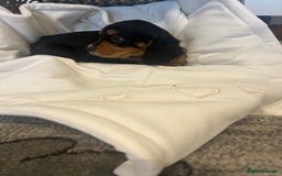 Cocker Spaniel dogs for sale: Rainbow litter cocker spaniel puppies  - Advert 9