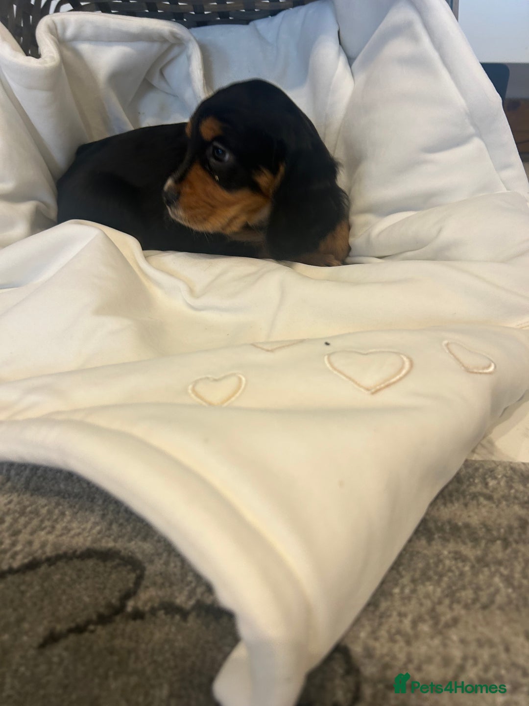 Cocker Spaniel dogs for sale: Rainbow litter cocker spaniel puppies  - Advert 9