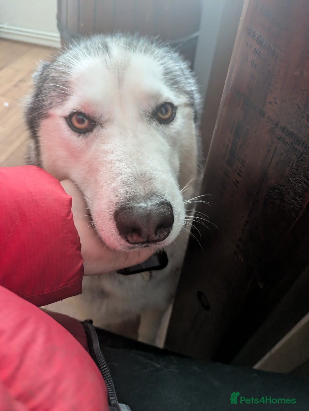 Siberian Husky dogs for sale: Beautiful and loving Siberian husky - Advert 4