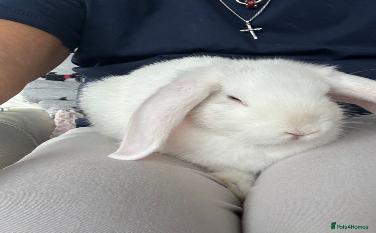 Mini Lop rabbits - Advert 1