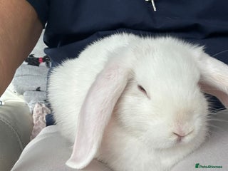 Mini Lop rabbits - Advert 32