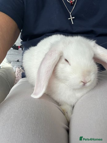 Mini Lop rabbits for sale - Advert 1