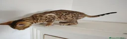 Bengal cats for sale: Bengal kitten - Advert 6