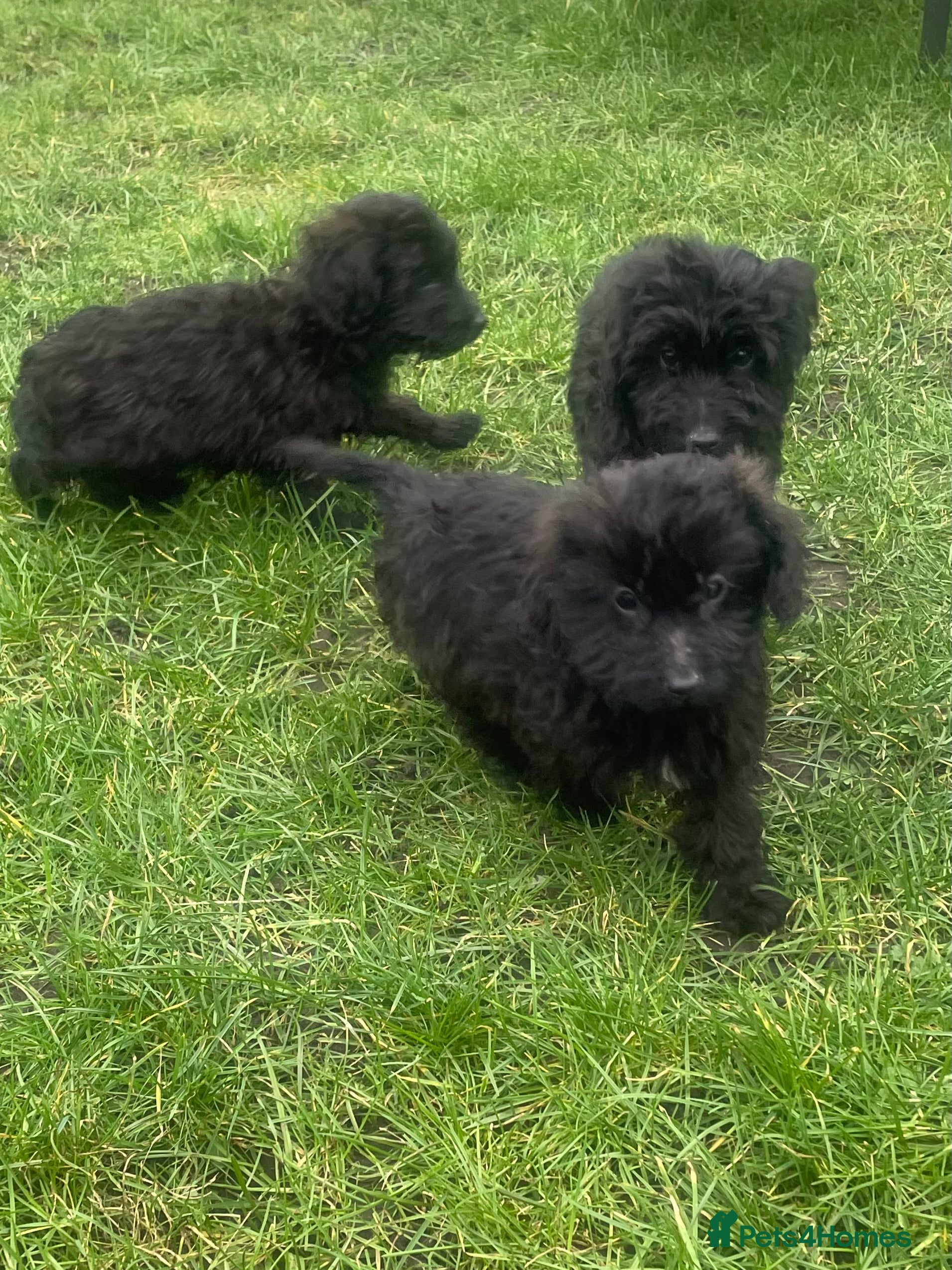 Cockapoo dogs F1 cockapoo puppies for sale - Advert 16