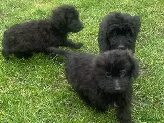 Cockapoo dogs F1 cockapoo puppies for sale - Advert 14