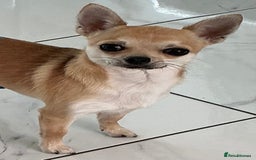 Chihuahua dogs for sale: KC Reg Crufts Qualified Smoothcoat little Boy  - Image 9