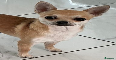 Chihuahua dogs - Advert 16
