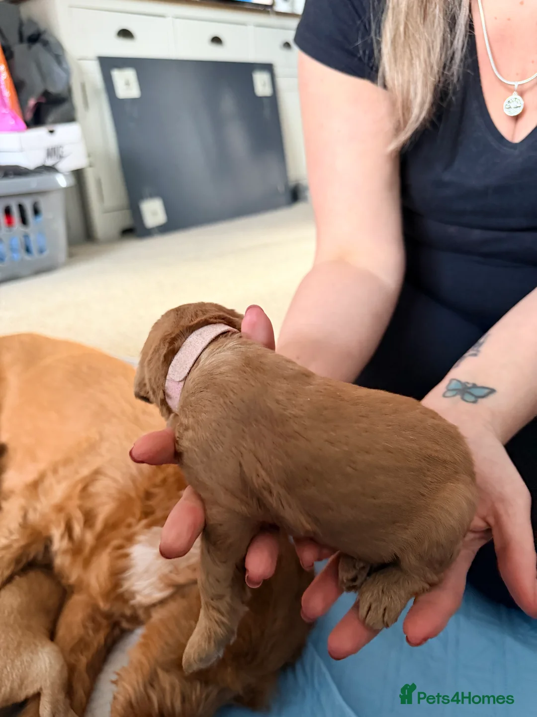 Labradoodle dogs for sale: Miniature f2b labradoodle puppies in New Romney - Advert 2