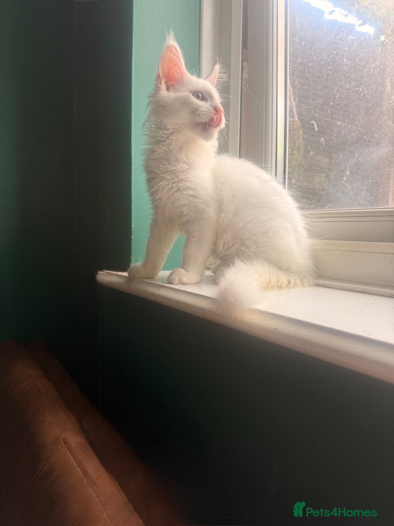 Maine Coon cats Ready now Last chunky boy looking for forever lap - Advert 11