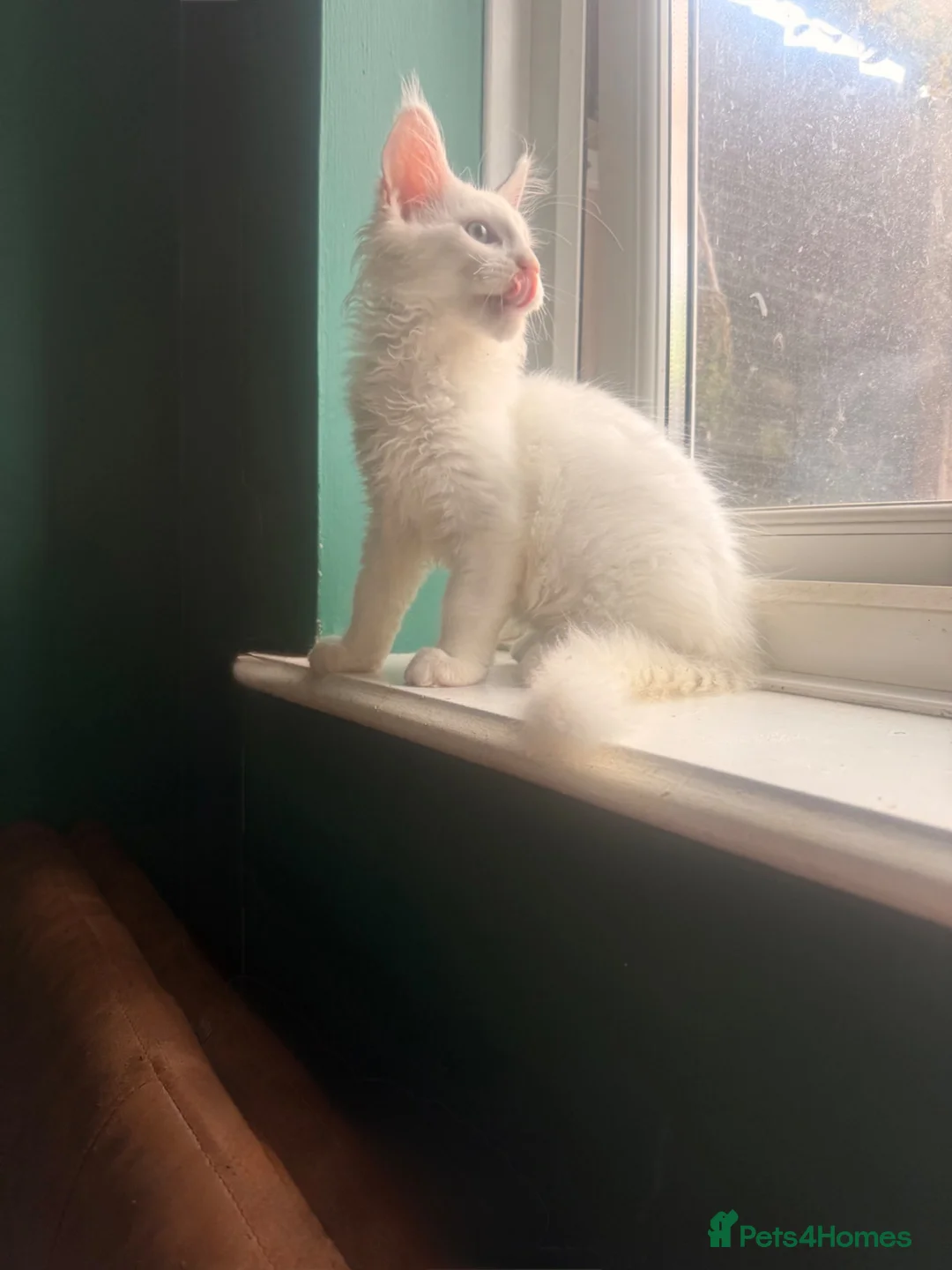 Maine Coon cats for sale: Ready now Last chunky boy looking for forever lap - Advert 2
