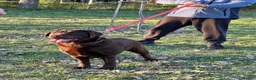 Labrador Retriever dogs for sale: KC Reg Yellow & Black Labrador Pupp - Advert 15