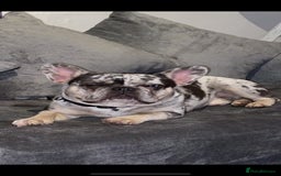 French Bulldog dogs for stud: 💎Blue & Tan 🤎 Merle French bulldog stud 🧬🔥 in Manchester - Image 8