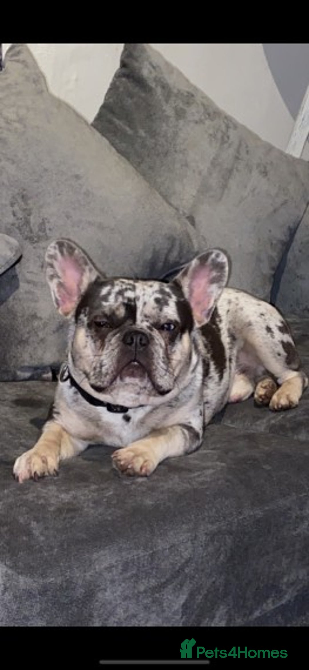 French Bulldog dogs for stud: 💎Blue & Tan 🤎 Merle French bulldog stud 🧬🔥 in Manchester - Image 8