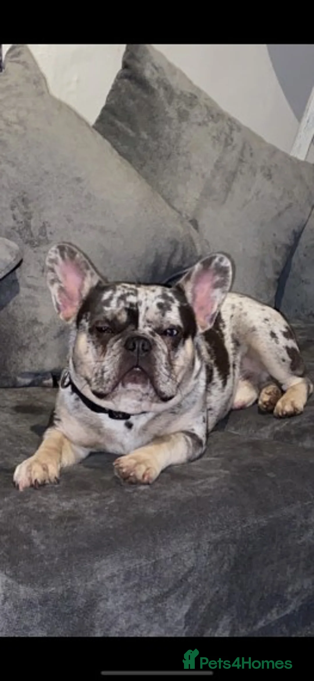 French Bulldog dogs for stud: 💎Blue & Tan 🤎 Merle French bulldog stud 🧬🔥 in Manchester - Advert 8