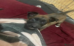 Belgian Shepherd Dog dogs for sale: Belgian Malinois - Image 5