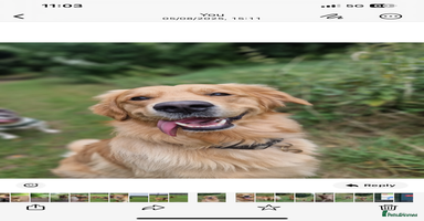 Golden Retriever dogs - Advert 12