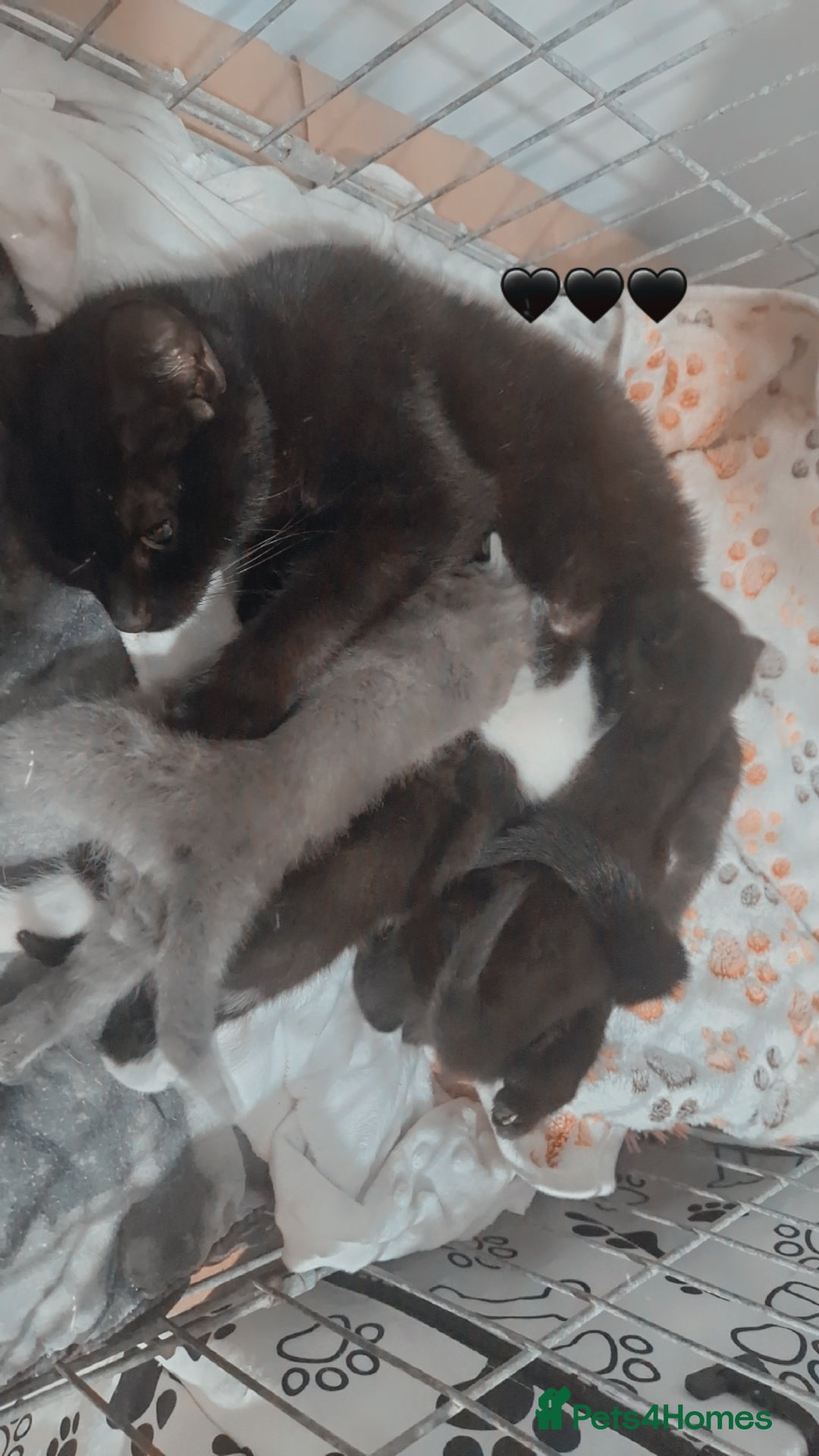 Mixed Breed cats for sale: Beautiful litter  - Advert 9