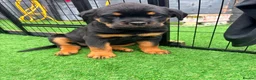 Rottweiler dogs for sale: 2 amazing KC registered rottweiler puppies left - Advert 4