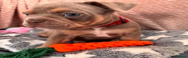 Mixed Breed 5