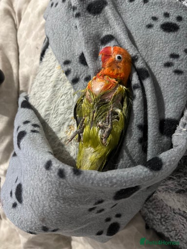 Gallery Image {{count}}