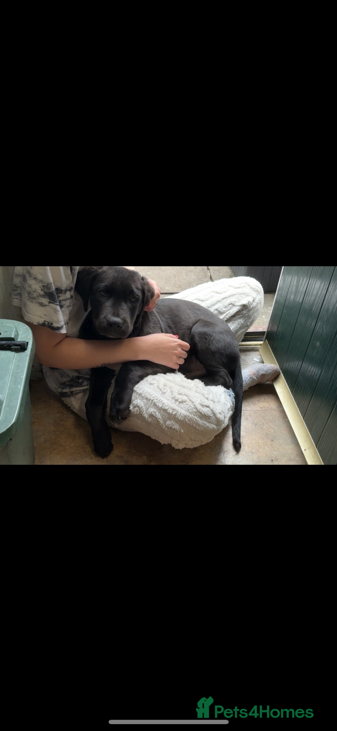 Mixed Breed dogs for sale: Name is tux - Image 2
