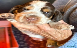 Cocker Spaniel dogs for sale: Show cocker spaniel pups  - Image 29
