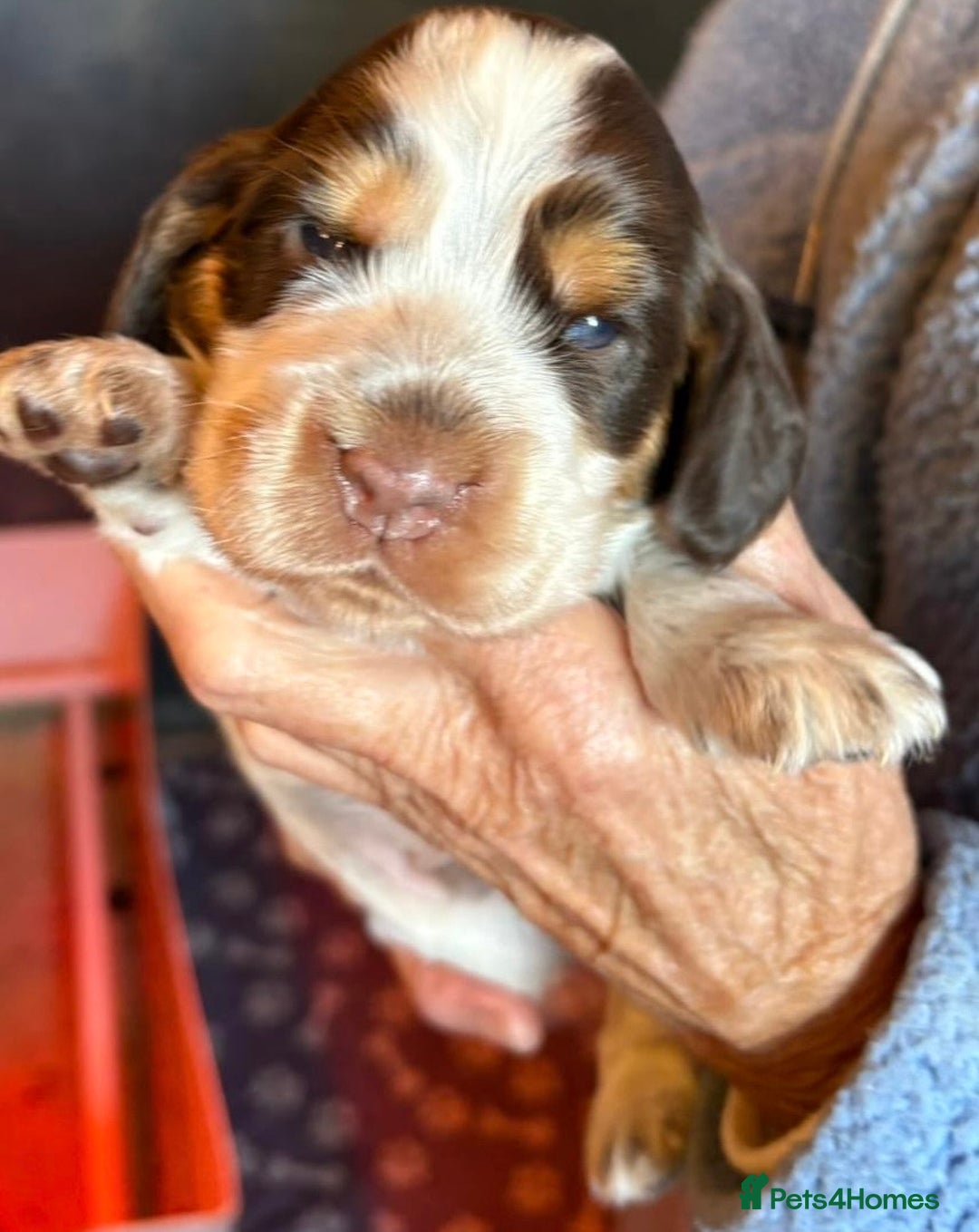 Cocker Spaniel dogs for sale: Show cocker spaniel pups  - Image 29