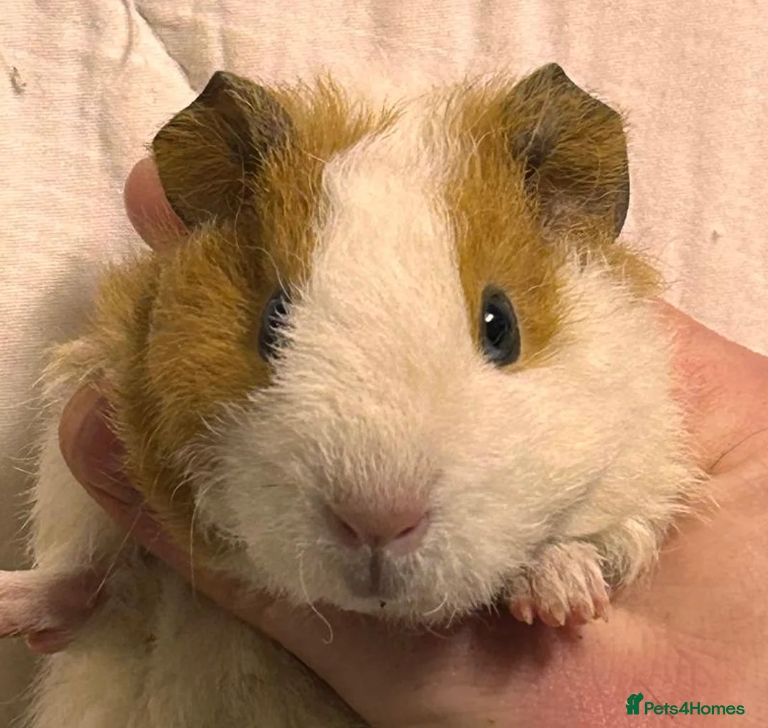 Guinea Pig rodents for sale: Baby Female Guinea Pigs For Sale  - Advert 1