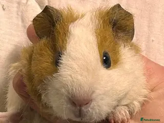 Guinea Pig rodents Baby Female Guinea Pigs For Sale - Advert 12