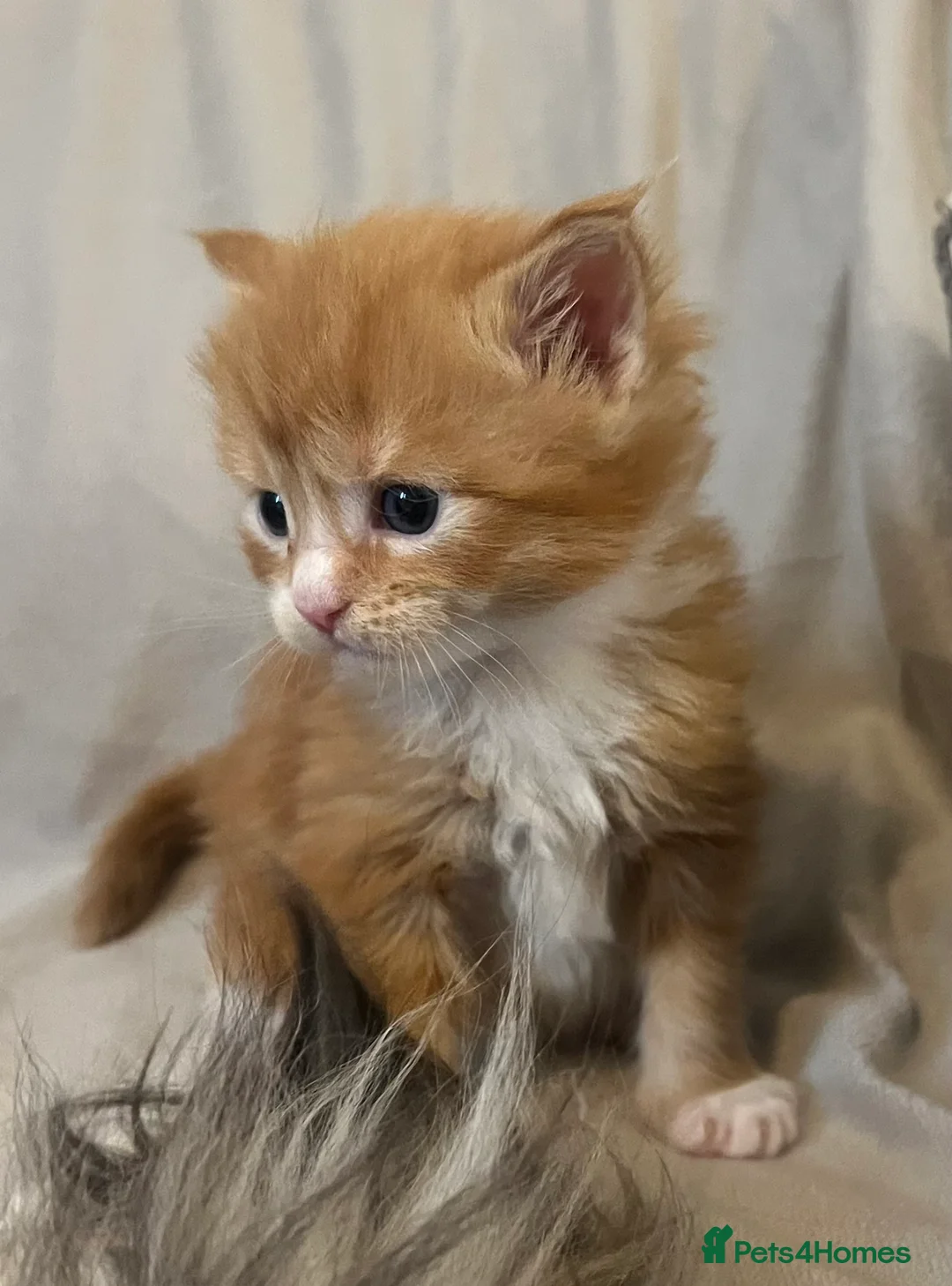 Maine Coon cats for sale: Beautiful and healthy litter of Maine coon kittens - Advert 26
