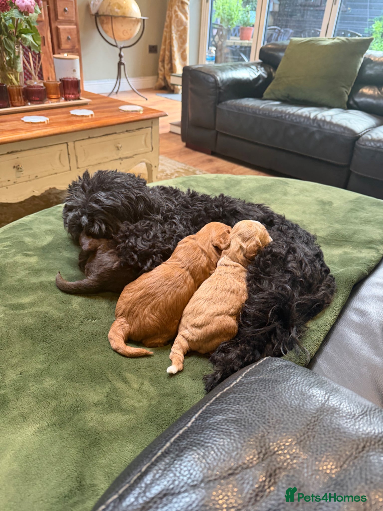 Shihpoo dogs Three Gorgeous Shihpoo Puppies 🐶🐶🐶🐾🐾🐾❤️❤️❤️ - Advert 2