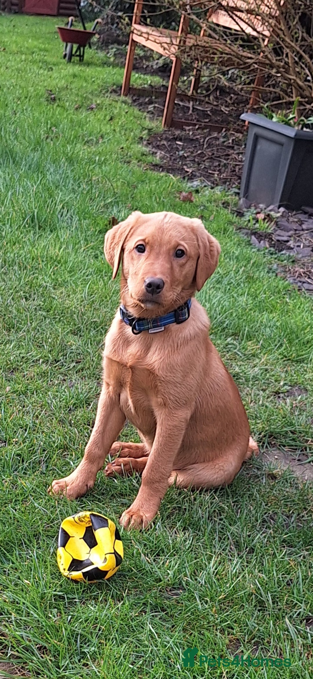 Labrador Retriever dogs Fox Red Labrador bitch for sale - Advert 6
