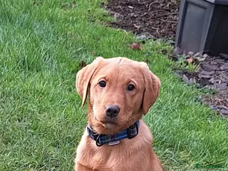 Labrador Retriever dogs Fox Red Labrador bitch for sale - Advert 6