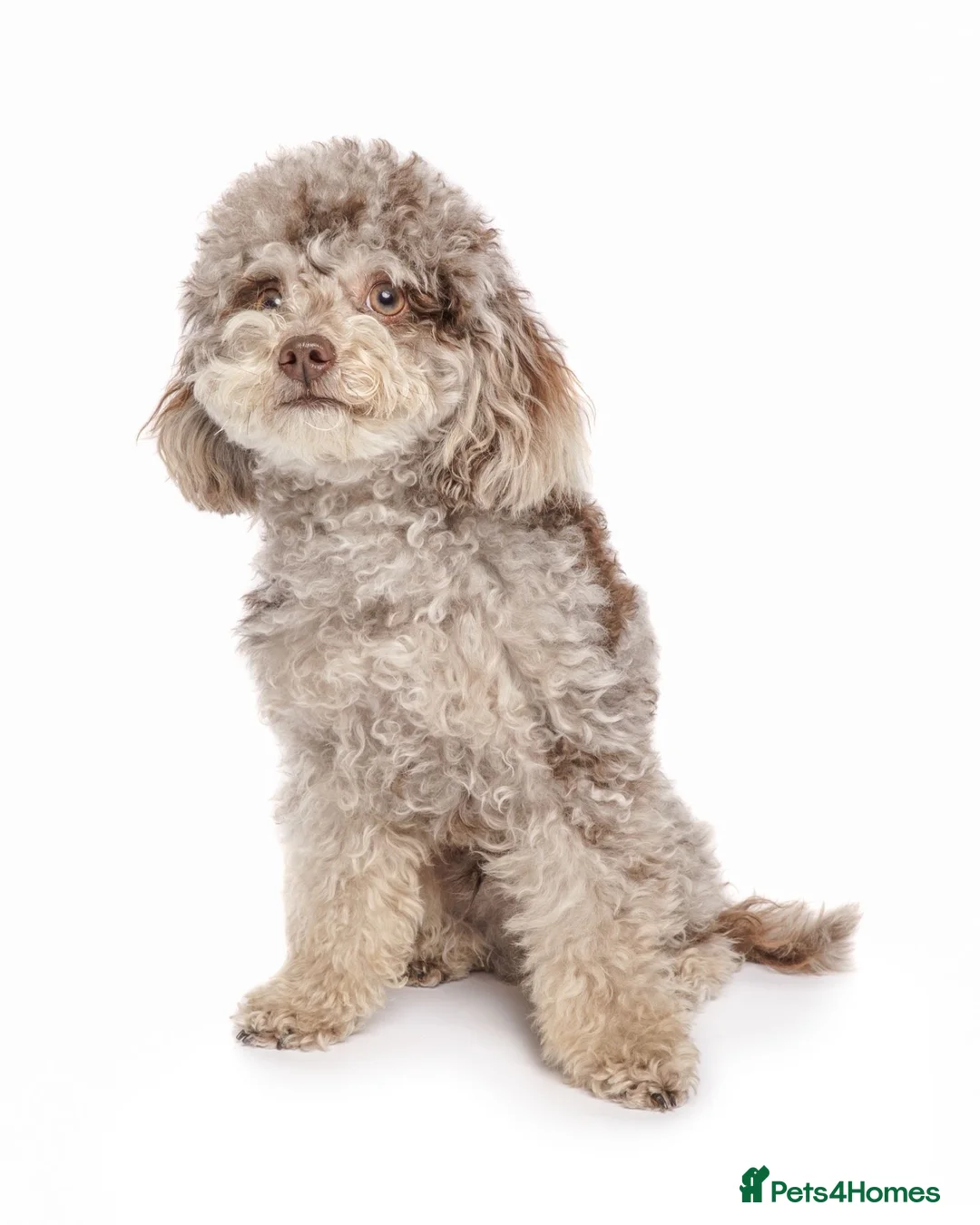 Toy Poodle dogs for stud: Chocolate Merle Tiny Toy Poodle - Advert 2