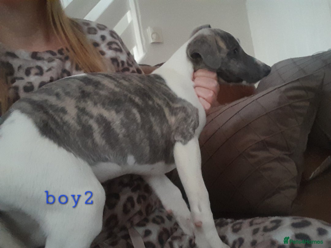 Whippet dogs for sale: Beautiful whippet puppies  - Advert 12