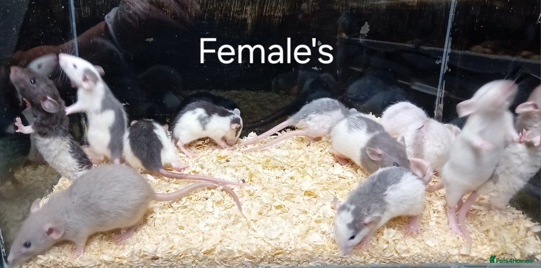 Rat rodents for sale: Dumbo Rats , Normal furred - Rex - Nakeds - Advert 4