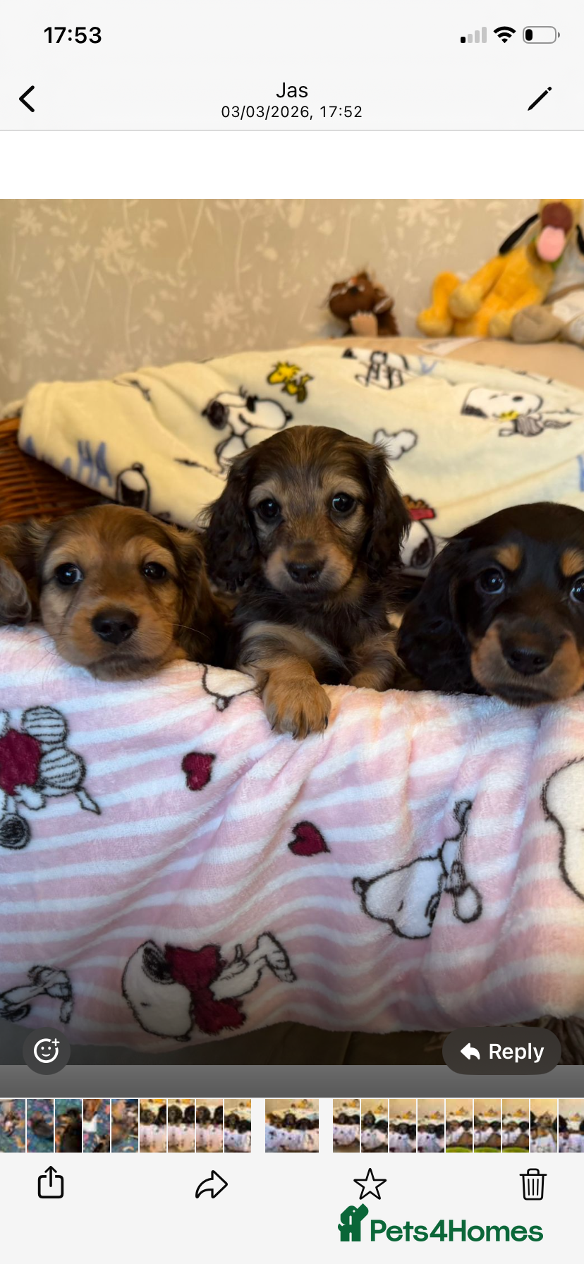 Miniature Dachshund dogs Adorable longhaired mini dachshund puppies - Advert 1