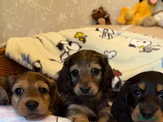 Miniature Dachshund dogs Adorable longhaired mini dachshund puppies - Advert 1