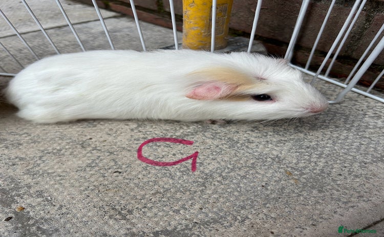 Guinea Pig rodents - Advert 7