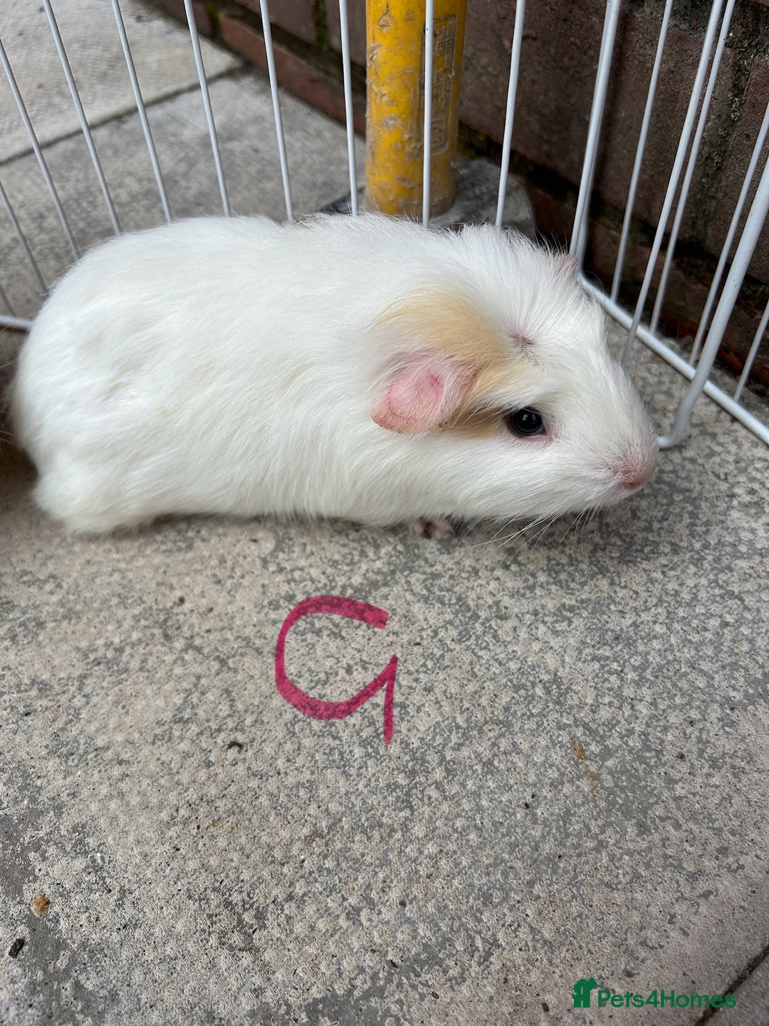 Guinea Pig rodents for sale: baby guinea pigs - Image 1