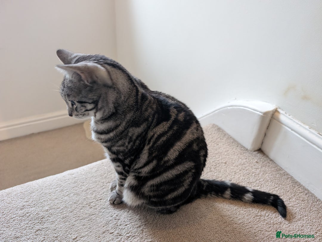 Mixed Breed cats for sale: Silver Black Tabby - Advert 3